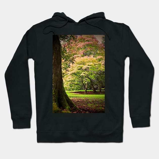 Autumn Acer Tree Westonbirt Arboretum Cotswolds Gloucestershire Hoodie by AndyEvansPhotos